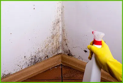 Miami Beach Water Damage Miami Beach, FL 786-345-7215 - content-mold